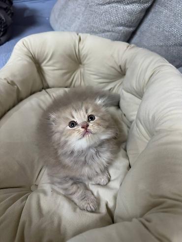 Продажа кошек: Скотиш Фолд (Шотландская вислоухая), 1 месяц, Девочка — 1