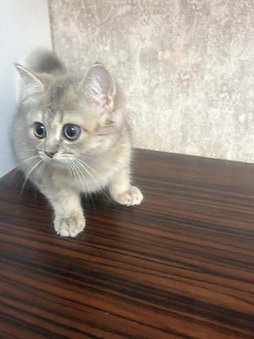 silver şinşila: Temiz cins Silver şinşila balası – boz-gümüş rəngli,2,7aylıg tualet — 5