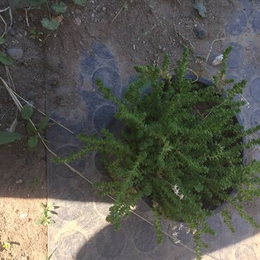 Ostale kućne biljke: Razno ne mrzne na lalafo.rs — 5 Ostale kućne biljke: Razno ne mrzne — 5