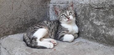 Mačke: Male mace NA POKLON! Idealna prilika za sve koji žele kućnog — 21