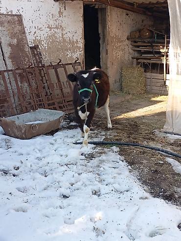 Коровы, быки: Продаю | Тёлка | Для разведения | Привязанные — 3