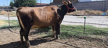 Коровы, быки: Продаю | Корова (самка) | Для молока — 19