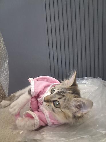 котёнок девочка: Беспородная, 2 месяца, Девочка, Приучена к лотку, Проглистована — 4