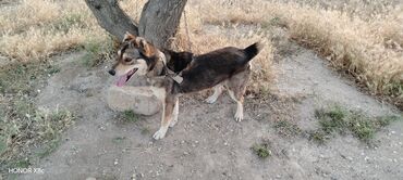 İtlər: 3 il, Erkek, Peyvəndli, Ünvandan götürmə — 3