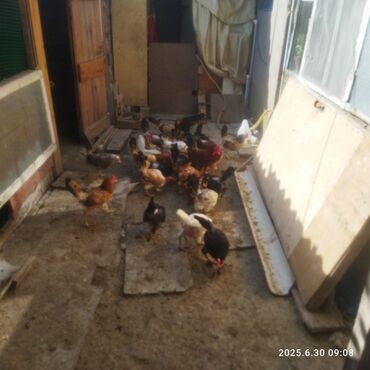 danişan quş: Toyuğlar satılır təxminən 30 ədəd olar hamısı yumurtlayır 1 illikdir