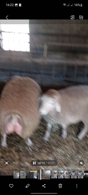 Quzu: Super emlik quzular diri çəkisi 10 manata — 13