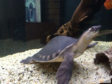 аксессуары для животных: Черепаха свиноносая редкая черепаха ! размер 10-12 см. отправим куда