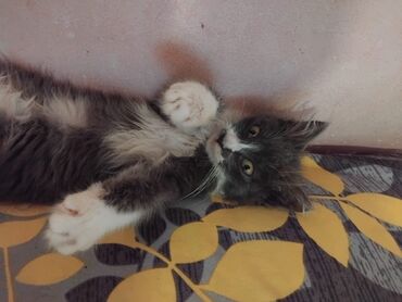 Pişiklər: Meyn-kun, Erkək, Yaxşı əllərə, Ünvandan götürmə — 2