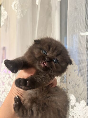 Pişiklər: Şotland yastı qulaq, Dişi, Yaxşı əllərə, Ünvandan götürmə — 7