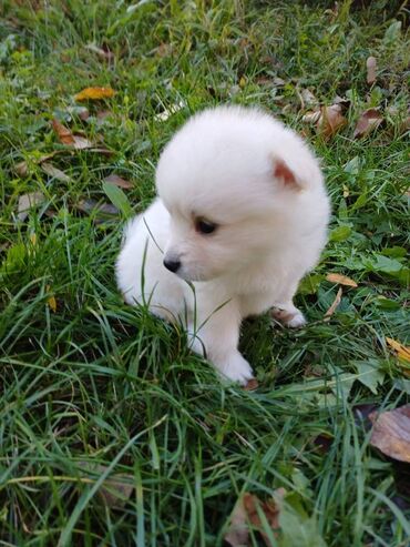 Psi: Nemački špic štenci - majka je naš kućni pas (ima je na slici gde na lalafo.rs — 9 Psi: Nemački špic štenci - majka je naš kućni pas (ima je na slici gde — 9