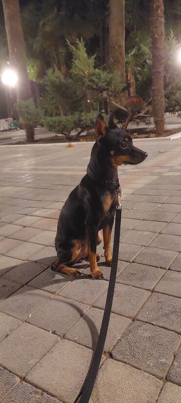 İtlər: Miniatür pinçer, 1 ay — 7