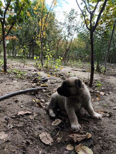 kangal: Kanqal, 1 ay, Erkek, Ünvandan götürmə