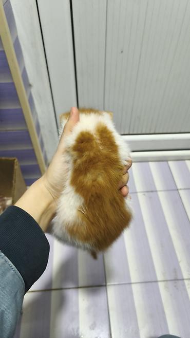 Pişiklər: Yaxşı əllərə — 2