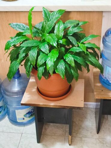 Otaq bitkiləri: Otaq bitkiləri dəsti – dibçəklərlə birlikdə. Zəhmət olmasa zəng edin — 1