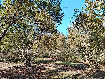 caravan satışı: 54 sot, Kənd təsərrüfatı, Kupça (Çıxarış) — 6
