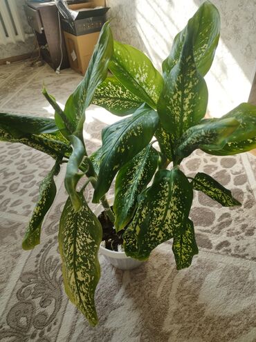 фикусы бенджамина: Диффенбахия (Dieffenbachia) в горшке. - Вечнозелёное комнатное