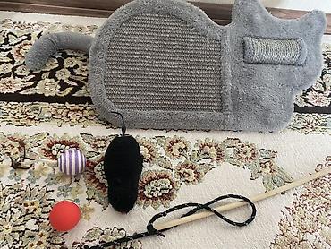 pişik eşyalari: Şotland yastı qulaq, Dişi — 4