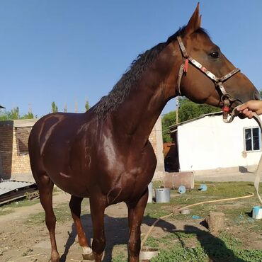 конный спорт бишкек цены в Кыргызстан | Услуги: Продаю | Жеребец | Конный спорт