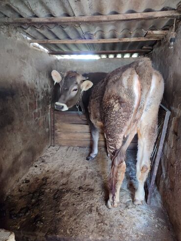 карову: Продаю | Корова (самка) | Алатауская | Для молока