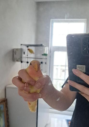 Tutuquşları: 3 aylıq bala dişi quş satılır. Ələ uyğunlaşan, mehriban quşdur.🦜 — 5