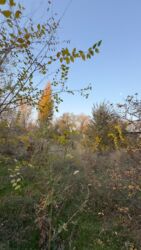 Продажа участков: 30 соток, Для строительства, Красная книга at lalafo.kg — 6 Продажа участков: 30 соток, Для строительства, Красная книга — 6