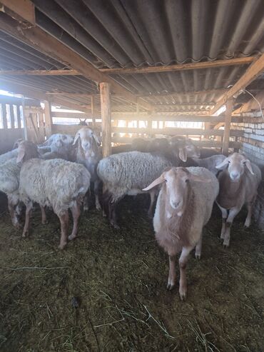 Бараны, овцы: Продаю | Баран (самец) | Арашан | Для разведения | Осеменитель — 2