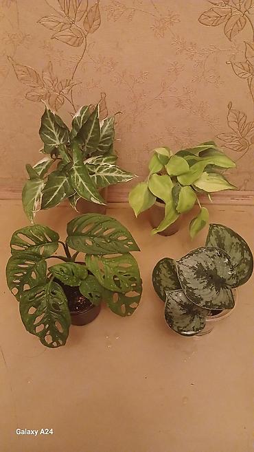 Сингониумы: Коллекция комнатных растений — подборка декоративно-лиственных — 8