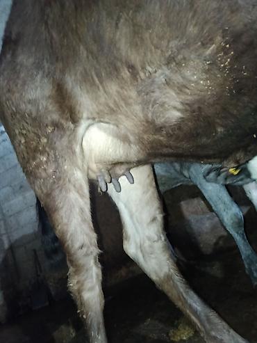 Коровы, быки: Продаю | Корова (самка) | Алатауская | Для молока | Стельные — 2