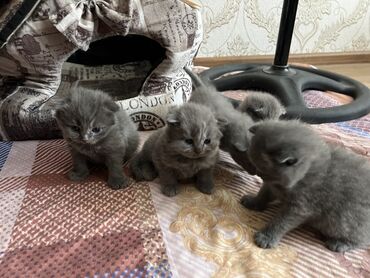 pişik pers: Британская, Самец, Самка, В добрые руки, Самовывоз