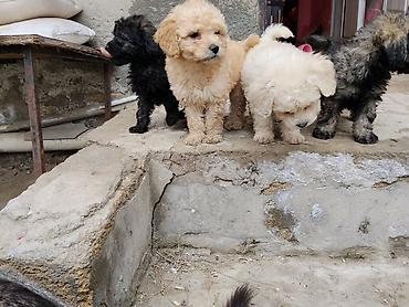 İtlər: Pudel — 6