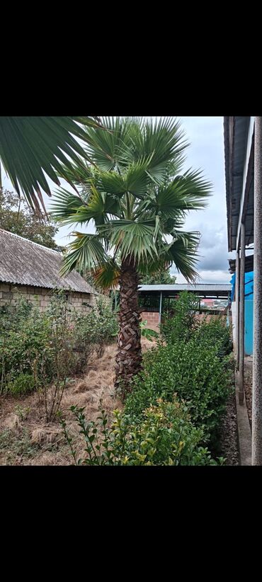 Ağaclar: Vaşinqton palma ağacları bütün ölçülər mövcuddur. 100 fayiz zemanet — 3