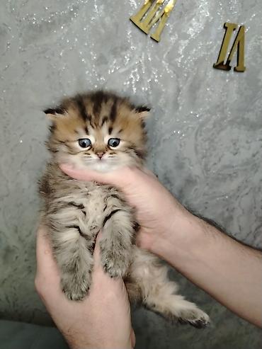 Pişiklər: Şotland — 2