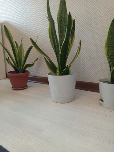 Другие комнатные растения: Сансевиерия высота 50 см с пестрыми листьями. Чемпион среди домашних