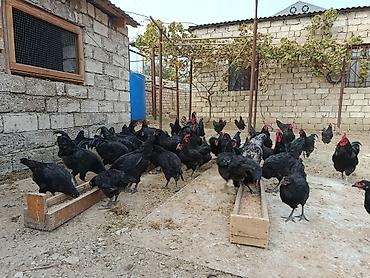 sabuncu toyuq bazari: Toyuq, Australorp, Yumurtalıq — 6