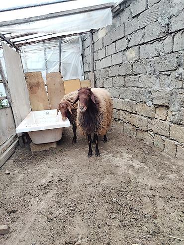 heyvan bazari keci: 2 əlkey qala qoçu Qurbanligada yarıyır tumluğada əldə saxlanılıb arpa — 5