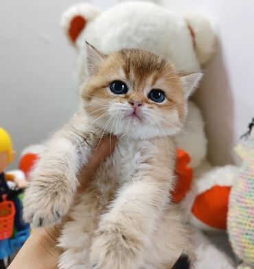 Коты: Предлагается к продаже последний котёнок в окрасе золотая тикированная
