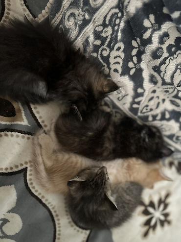 кошк: 4 котенка Особенности: - спокойные, ласковый характер, любит спать — 4