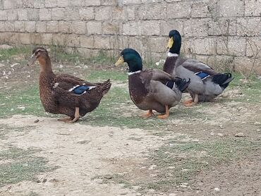 Ördəklər: 1 cüt Orginal Qan Ruan ördəyi tam sağlam aktiv ördəylərdi 6 — 10