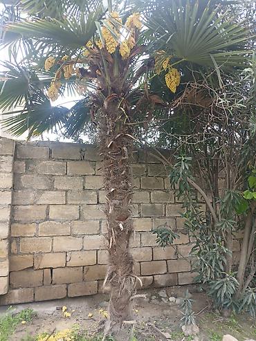 kohnə xalcalar: Trachycarpus fortunei (yelpənək xurması) – həyət və bağ üçün dekorativ — 2