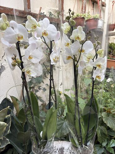 Otaq bitkiləri: Vatsapp mövcuddur!. Çatdırılma metrolara, Şamaxinkaya mövcuddur və -da lalafo.az — 3 Otaq bitkiləri: Vatsapp mövcuddur!. Çatdırılma metrolara, Şamaxinkaya mövcuddur və — 3