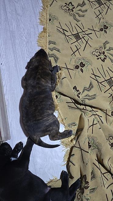 Продажа собак: МИТИСЫ. Мама питбуль, папа Малинуа (бельгийская овчарка)Щенки от пары — 5