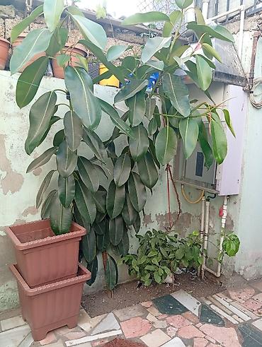agac satilir: Bitki: Ficus elastica (Kauçuk ağacı) Hündürlüyü 2m-dən çoxdur. - — 4