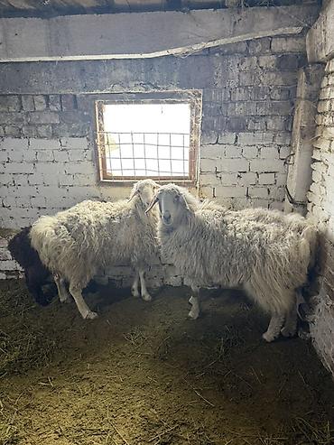 Баран, овца: Продаю | Овца (самка) | На забой, Для разведения | Матка — 2