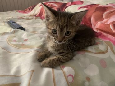 шотландская длинношерстная кошка: Кошка даром: Беспородная, 1 месяц, Девочка, Приучена к лотку
