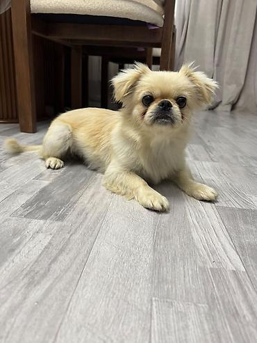 mops it: Pekines, 1 il, Dişi, Peyvəndli, Pulsuz çatdırılma — 5