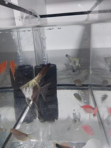 малек рыбы: Аквариум с рыбками 8 шт разные фильтр новый отлично работает 8 литр
