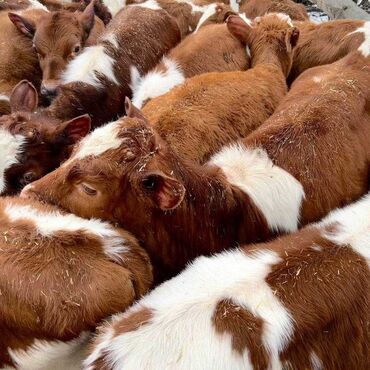 Коровы, быки: Продаю | Бык (самец), Тёлка | Ангус, Голштин, Симментальская | На откорм, На забой, Для молока | Отела не было