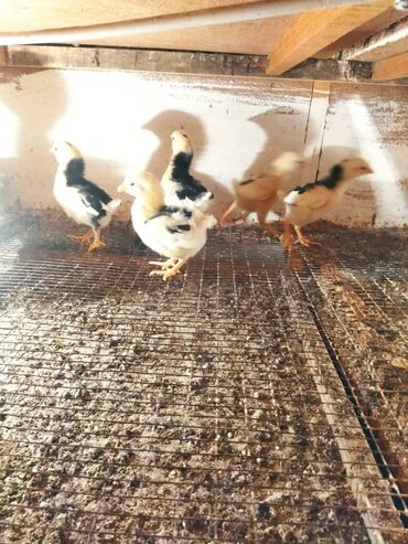 Животные: Продаю цыплят австралорп крапчатый село Петровка 200 сом 16 дней