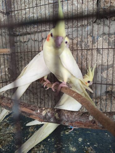 Tutuquşları: Sarı və ağ rənglərdə Korella tutuquşuları. Bu tutuquşuların başında — 7