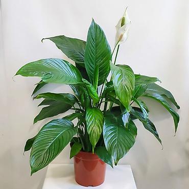 Qadın xoşbəxtliyi gülü(Spathiphyllum) 10-13-20manat ölçülərə lalafo.az -da Qadın xoşbəxtliyi gülü(Spathiphyllum) 10-13-20manat ölçülərə